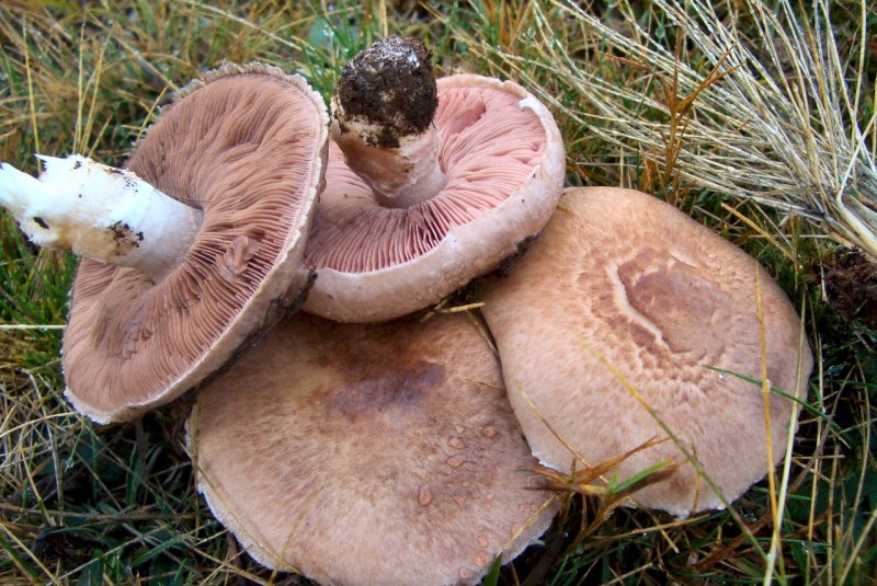 Agaricus sp